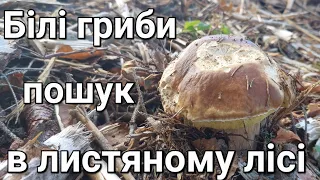 Білі гриби пошук в листяному лісі 12.5 кг за 1.30 год😲!!! Boletus Белые грибы боровик