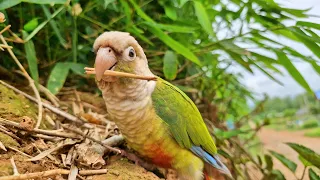 Parrots in nature are very beautiful : green cheek conure parrot.