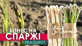 Вирощування спаржі. Аспарагус - бізнес, смачно та корисно