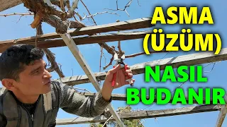 ASMA (ÜZÜM) BUDAMASI NASIL YAPILIR? ASMA BUDAMA ŞEKLİ VE PÜF NOKTALARI NELERDİR?