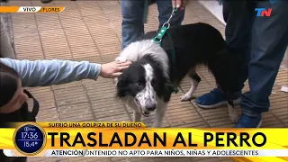 Video emotivo: así fue el rescate de “Bob”, el perro que fue golpeado por su dueño en Flores