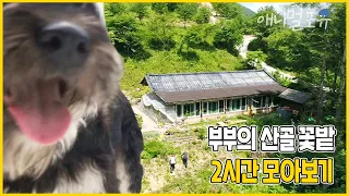 전기도 없는 🚫입산 통제 구역🚫에 사람이 산다?! 오지 마을에 가꾼 부부의 산골 꽃밭 🌿 | 부부의 산골 꽃밭 | KBS 인간극장 2018 방송