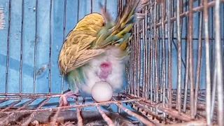 Budgie Laying An Egg 💥 Birds Help Care