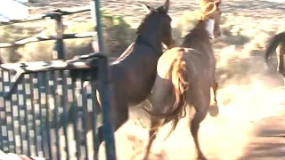 Releasing Wild Horses into the Wild