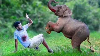 Elephant herd | wild elephant video |elephant attacks | angry elephant video | elephant teaser