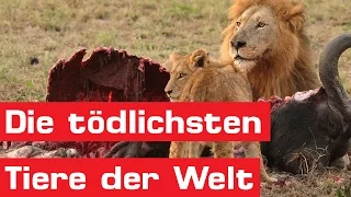 Die 15 gefährlichsten Tiere der Welt