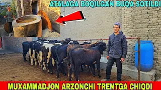 ARZONCHI MUXAMMADJON UDARLARIDAN OPKELDI BUQALARDI