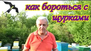 ЩУРКА. Пасека. Как избавиться