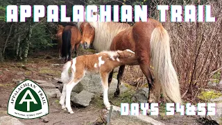 Appalachian Trail 2021: Baby Ponies, Grayson Highlands