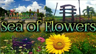 Yamato Flower Garden - Lambunao Iloilo - Sea of Flowers