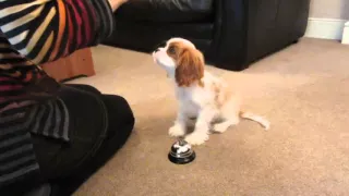 Redford our Cavalier puppy trick training at 16 weeks old