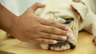 อาการแปลก ๆ ที่กำลังบอกว่าน้องหมาผิดปกติ By Dogilike.com Ep.21