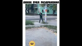 диких пчёл раздраконил