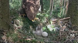 Mazais ērglis | Lesser Spotted Eagle | Eagle Mom feeding cute eaglet | June 5, 2024