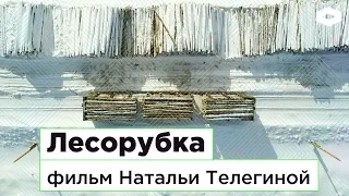 Лесорубка. Кто вырубает тайгу