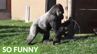 Rowdy baby gorilla gets disciplined by dad