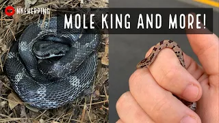 Amazing Fall Snake Hunting in Georgia! Copperheads, Mole King, Corn Snake, and Rat Snakes!