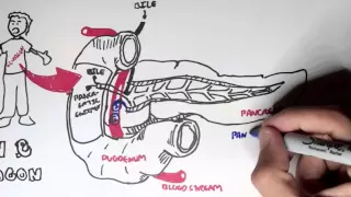 Insulin and Glucagon Overview