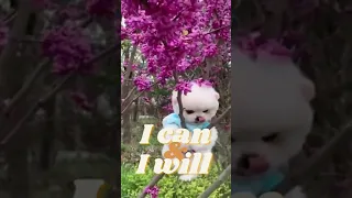 Most Famous Pomeranian TikTok Compilation 2021 ll Funny Dogs Videos ll Pomeranian cute dogs