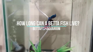 How Long Can a Betta Fish Live？