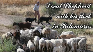 Local shepherd with sheep & goats eating the scrub 2021.06.10. (4K)