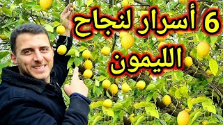 6 نصائح مهمة جداً لزيادة إثمار شجرة الليمون ومنع تساقط أزهار الليمون