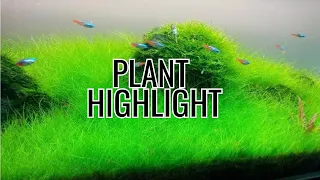 Dwarf Hairgrass Care: Aquarium Plant Info