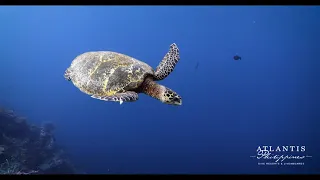 The Pristine Reefs of Tubbataha!