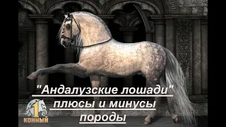 "Андалузские лошади"