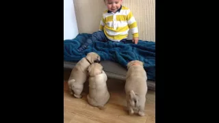 Pug puppies want to play with Louie!