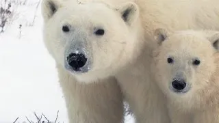 Polar Bear Mom and Cub Accidentally Separated by a Car