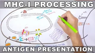 MHC-I Processing | Antigen Processing and Presentation