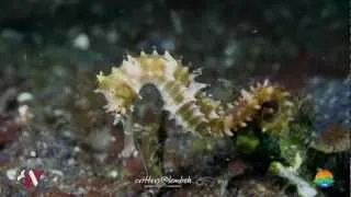 2012 Seahorses and Pipefish Highlights