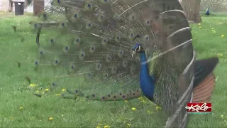 Davis peacocks strutting their tail feathers