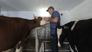 Як це тримати корів в Україні для себе, прибирання, годівля, заготівля
