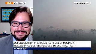 Record high deforestation in the Amazon - Interview by Raoni Rajão to Al Jazeera London