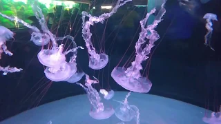 Лоро-парк. Аквариум с медузами./ Loro-park. Aquarium with jellyfishes.