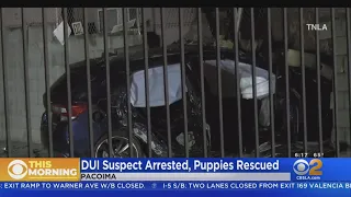 Puppies rescued after chase ends in crash in Pacoima