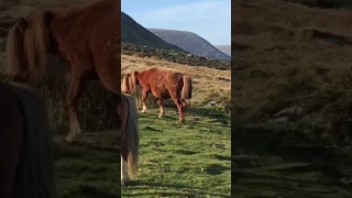 Ancient rare Carneddau ponies and the next generation #livingthedream