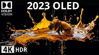 OLED DEMO 2023 | 4K HDR 'The Color' Dolby Vision