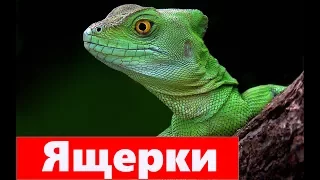 Приколы с Животными 2017 Топовая Подборка Ящерицы Funny Animals Compilation 2017 Gr