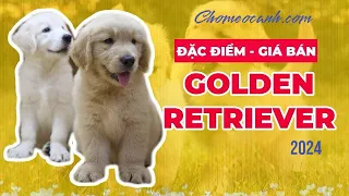 Chó Golden Retriever - Thông tin, cách nuôi? Bảng giá chó Golden 2024, mua bán ở đâu? Chomeocanh.com