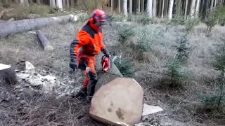 Complete cutting of the tree with the Husqvarna 560XP chain saw!