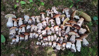 70 белых грибов с одной поляны! #грибы2023