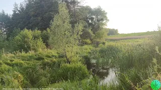 Пение птиц и плеск воды летним вечером лекарство для души и тела/Звуки природы/Sounds of nature