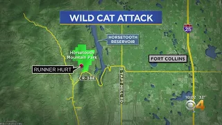 Juvenile Mountain Lion Killed During Attack At Horsetooth Mountain Park