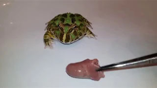 Ceratophrys Cranwelli eating chicken heart