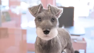 Yes, I’m a handsome puppy. (Schnauzer Grooming)