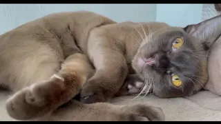 Один день из жизни бурманских кошек питомника  Jasper Burmese