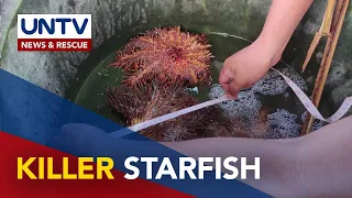 Uri ng starfish na pumapatay ng coral reefs, natuklasan sa Camarines Norte